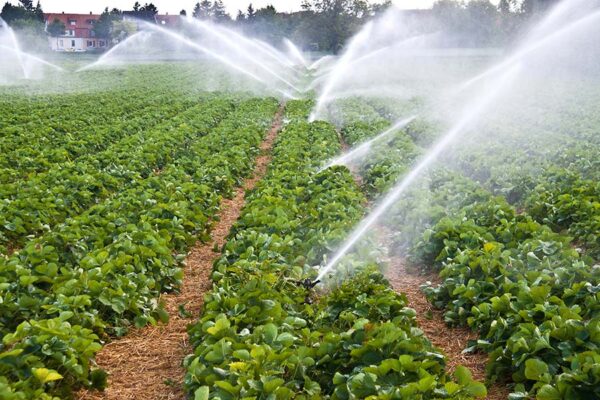 Sprinkler systems efficiently water rows of green plants in a sprawling agricultural field.